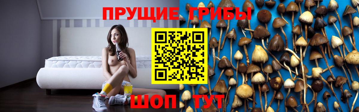 Галлюциногенные грибы Psilocybine cubensis Богородск